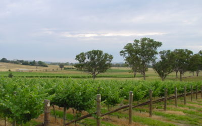 Destination NSW Funding Opens New Doors for Shaw Wines